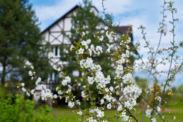 Blooming cherry tree in front of house