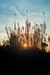 Bamboo reeds sunset backlight outdoor © juliaggmm