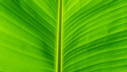 green leaf background