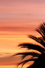 Fototapeta na wymiar Palm Tree back light sunset