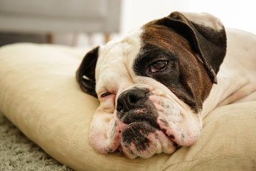 Cute dog sleeping on pet bed at home