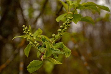 Blooming bird cherry in spring