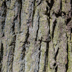 bark of an old tree approximately