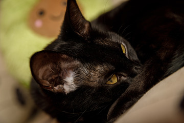 gatita descansando © Rodrigo Ribolzi