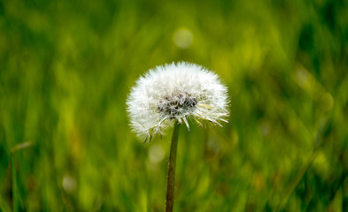 Spring flowers and trees bloomed