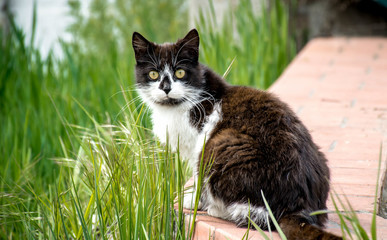 Domestic cat walks outside in fine weather