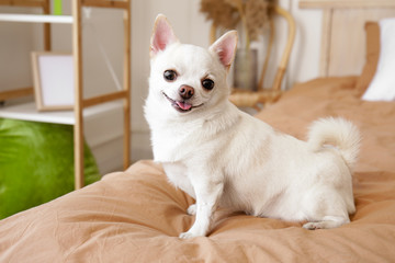 Cute small dog on bed in room