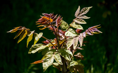 Spring flowers and trees bloomed