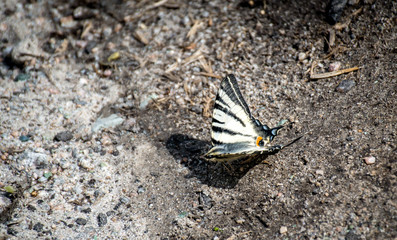Insects on the pavement in spring