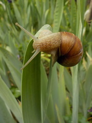 Weinbergschnecke