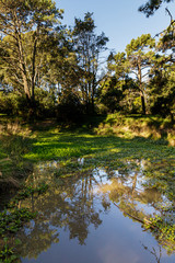 Reflejos en el bosque