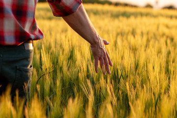 Farmer or agronomist walking through field checking golden wheat crop in sunset. Hand  touching...