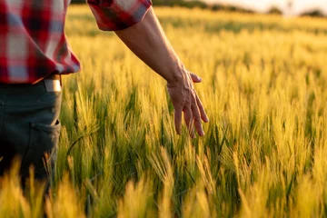 Kussenhoes Farmer or agronomist walking through field checking golden wheat crop in sunset. Hand  touching ripening wheat grains in early summer. © Andrej