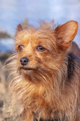 Close portrait of the very shaggy Yorkshire Terrier. Long disheveled brown dog hair and large ears. Looking away. Blurred background. Vertical.