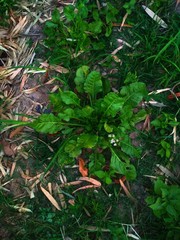 spinach