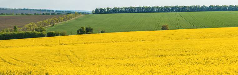 Fototapeta premium fertile agricultural fields for sowing and growing crops