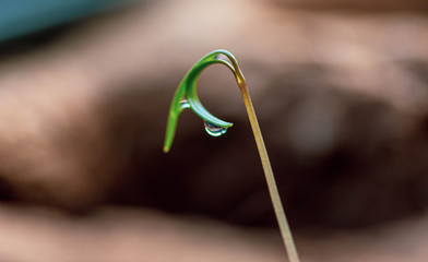 Water Drop on a Newly Sprouted Dill Plant