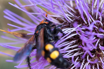 Mammoth wasp. Megascolia maculata flavifrons searching for nectar on a purple flower. close up insects nature
