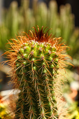 A cactus is a member of the plant family Cactaceae,