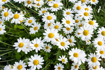 A mass of large white and yellow flower heads of shasta daisys Leucanthemum × superbum