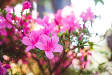 Fototapeta na wymiar rhododendron pink flowers. Spring nature
