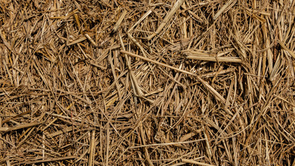 Background of rice straw
