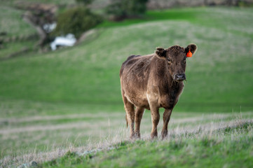 Beef cows and calfs grazing on grass in south west victoria, Australia. eating hay and silage....