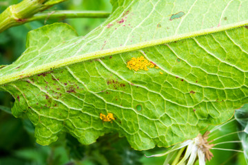 Clusters of the yellow eggs of the  Green Dock beetle Gastrophysa viridula laid on the back of a broad leaved dock leaf Rumex obtusifolius