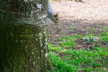 An eastern grey squirrel Sciurus carolinensis peeping around a tree trunk near the the ground