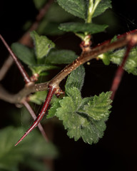 a hawthorn branch with thorns and young green leaves close up on a dark background