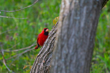 Cardinal Bringing Seed Home