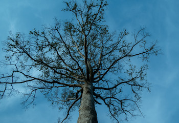 bare tree in the sky