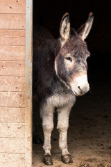 Fototapeta premium Portrait of a donkey standing in the doorway of the stable