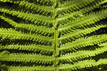 Fern Leaves Closeup, Cropped Image, Green Background