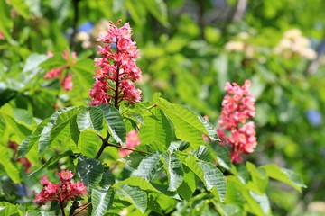 Blooming pink chestnut in the garden in spring