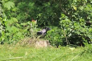 Grey crow Corvus cornix in the Park