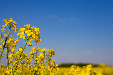 Yellow rape oil flowers over the blue sky