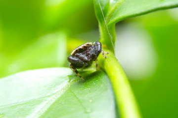 Close up of the jumping spider on green leaf in the forest. Green spider with green leaves background.