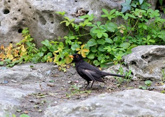 Blackbird Turdus merula in the Park