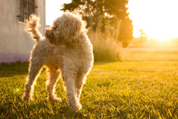 Tiny dog on a sunset