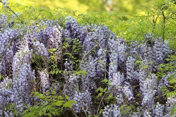 Flowering Wisteria in the garden in spring