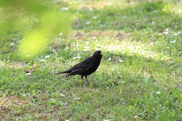 Blackbird Turdus merula in the Park