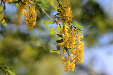 Yellow Laburnum anagyroides flowers in the garden in spring