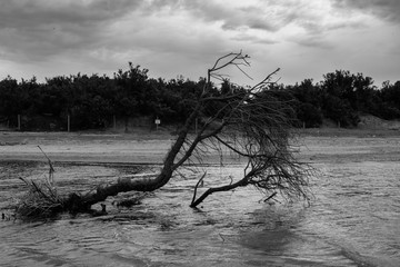 Giant branch abandoned in black and white