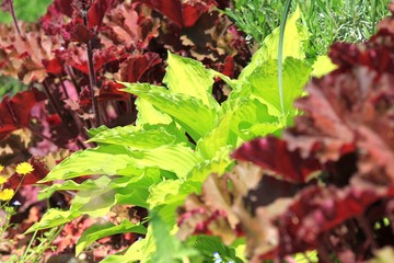 Green Hosta leaves in the garden design
