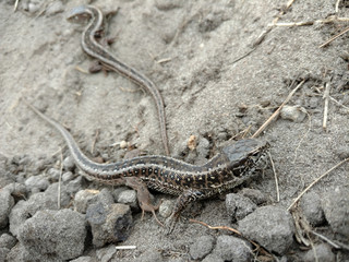 a lizard walks on the ground