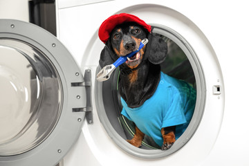 Portrait of bedient dachshund dog in professional plumber costume with wrench in mouth sits in drum of washing machine, side view. Advertisement of handyman service and funny pets clothes.
