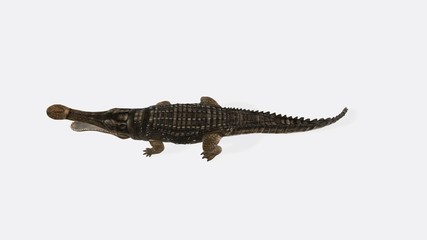 3d illustration of sarcosuchus. Sarcosuchus Reptile - Sarcosuchus is an extinct genus of carnivorous crocodile that lived in the Cretaceous Period of Africa.