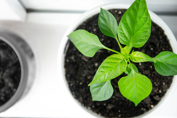 Set of young seedlings. A photo of seedlings with a top view. Seedlings ready for transplanting