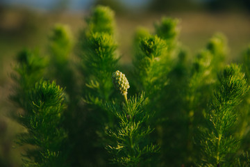 Closeup of Adonis vernalis in beautiful light in springtime. 